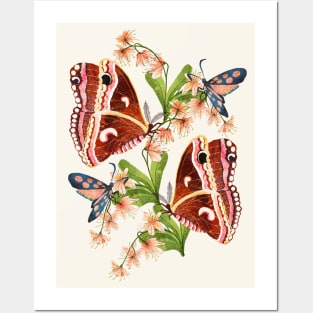 Silk Moth Posters and Art